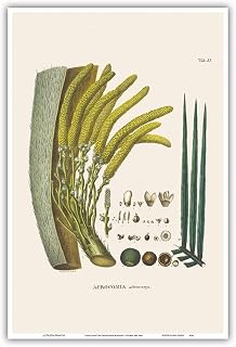 Coyol Palm Tree (Acrocomia Aculeata) - Flower and Seed - Vintage Botanical Illustration by Carl Friedrich Philipp von Martius c.1820s - Master Art Print (Unframed) 6in x 9in