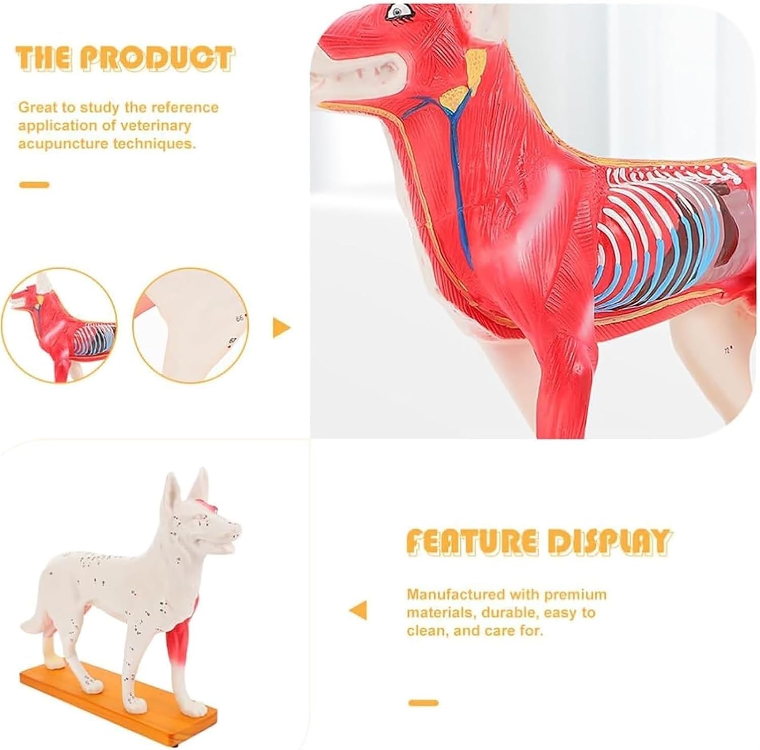 Model anatomiczny psa z akupunkturą, 4D Vision z 72 ponumerowanymi punktami akupunktury, model punktów nacisku psa, do edukacji i nauczania akupresury