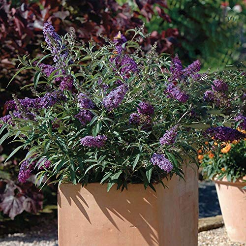 Buddleja Davdii 'Buzz Lavender' Butterfly Bush Hardy Shrub | 15-30cm (incl. Pot)
