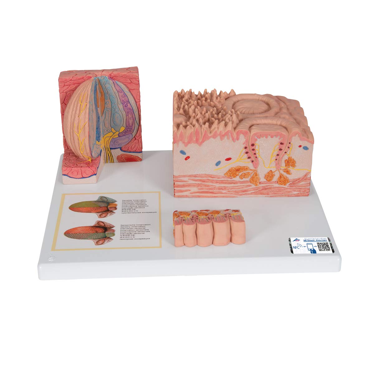 3B Scientific D17 Microanatomy Tongue + free Anatomy App - 3B Smart Anatomy