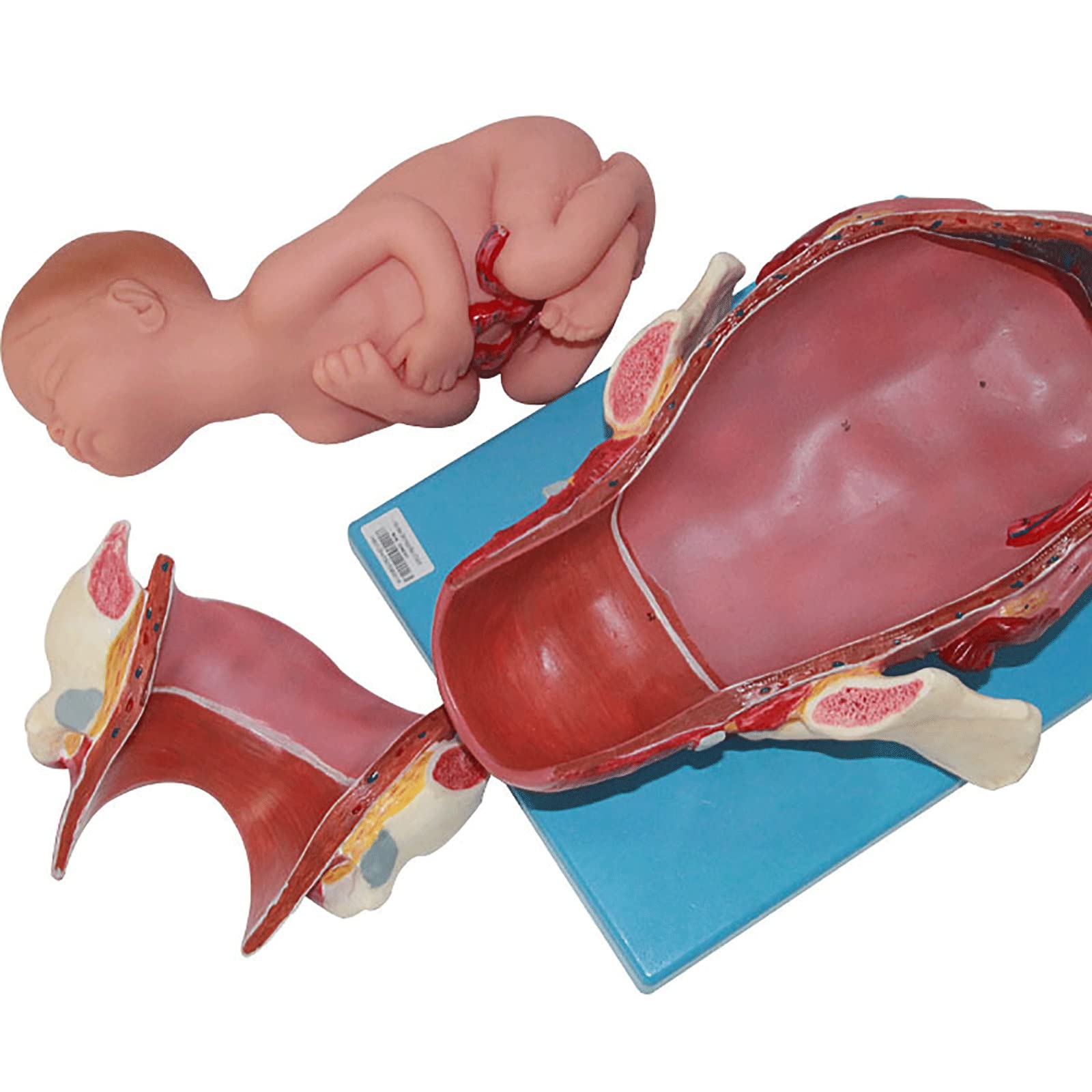 Amazon.co.jp: 出産モデルトレーニングシミュレーター、研究のための