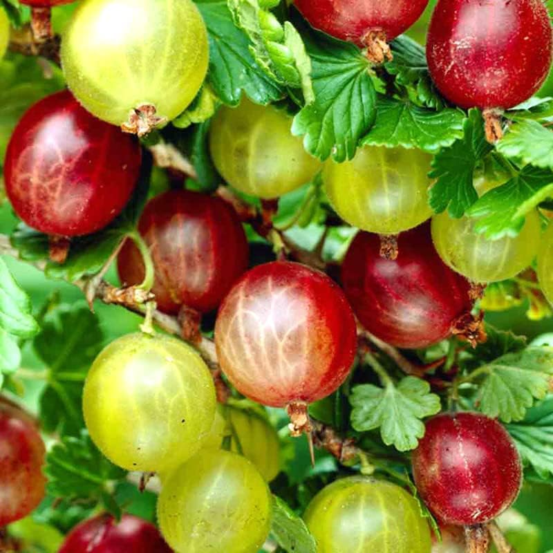 1 Gooseberry Plant Live, Gooseberry Bush Live Plant for Planting Your Garden, Gooseberry Shrub Starter Plant 5-9 Inch Height