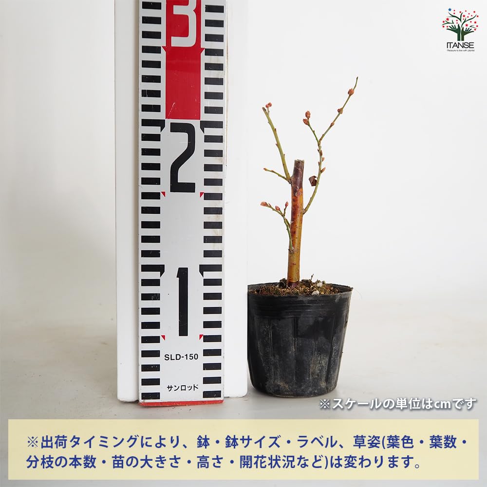 Amazon.co.jp: ITANSE ブルーベリー クライマックス 3.5号 4個
