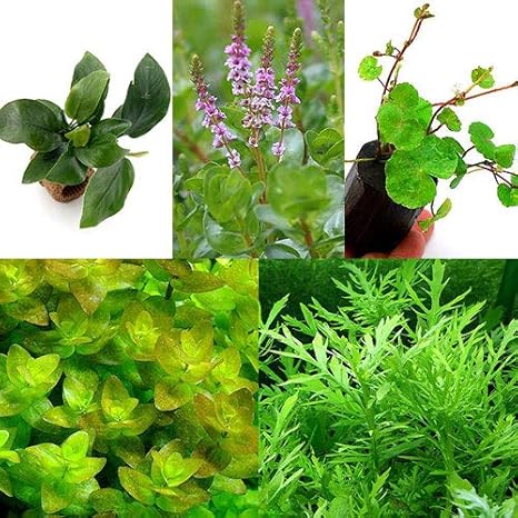 Amazon 水草 ビギナー５点セット 説明書付 北海道航空便要保温 Charm チャーム 生体水草 通販