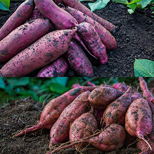 g͂邩 & [ 10kg yt Zbg Y ܂ ׂɂ͂邩 ̂