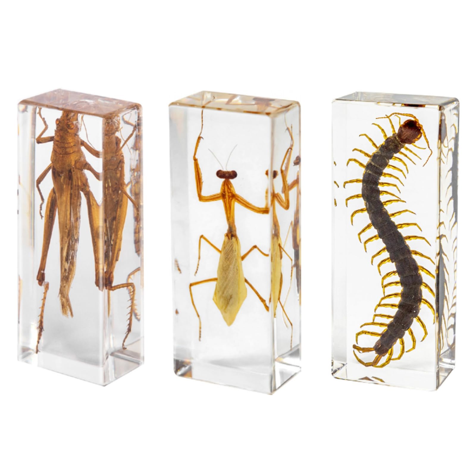 DRXRD 3 Kit de Taxidermia de Insectos, Insectos en Resina Transparente, Decoración de Especímenes Animales, para Exposición, Colección y Pisapapeles B