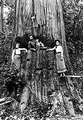 Amazon.com: Darius Kinsey (18691945) was a photographer active in 