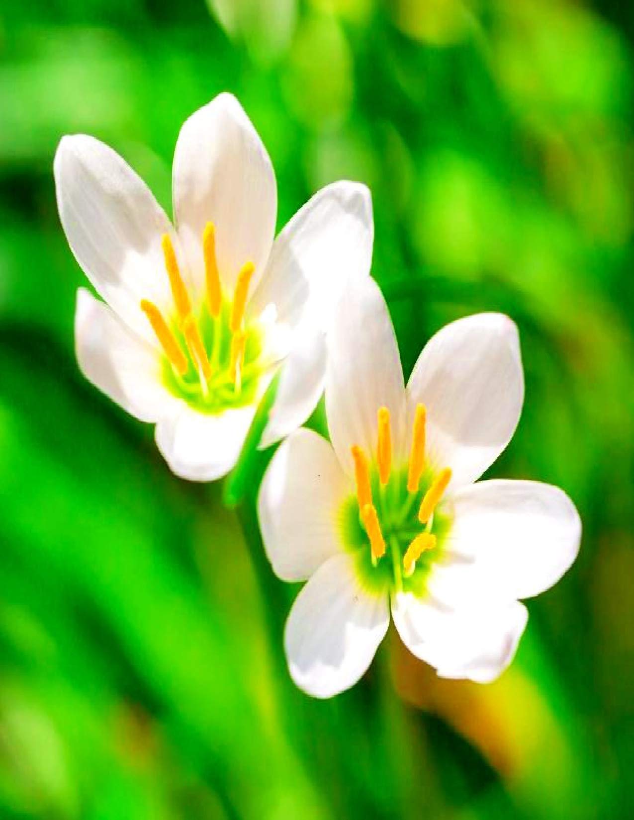Navya germination Rain Lily Candida Flower Hybrid Bulbs Special Pack of 12 Bulbs for Your Home Plant & Gardening. (B08DM36DHC) Amazon Price History, Amazon Price Tracker