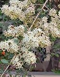80 White Flowering Henna Tree Lawsonia Inermis VAR. Alba Dye Plant Tattoo Flower Seeds