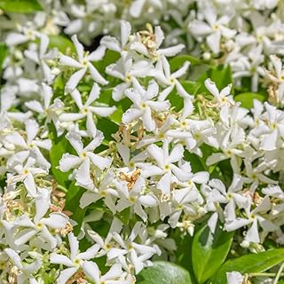 Star Jasmine Plant Live, Star Jasmine Live Plants Climbing Vine Indoor Outdoor Fragrant Flower Garden Planting