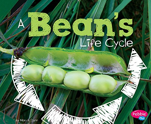 A Bean's Life Cycle (Explore Life Cycles) A Bean's Life Cycle (Explore Life Cycles)