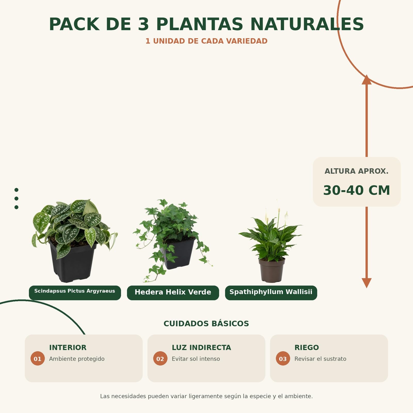 DECOALIVE Pack 3 Plantas Naturales para Punto Focal Decorativo