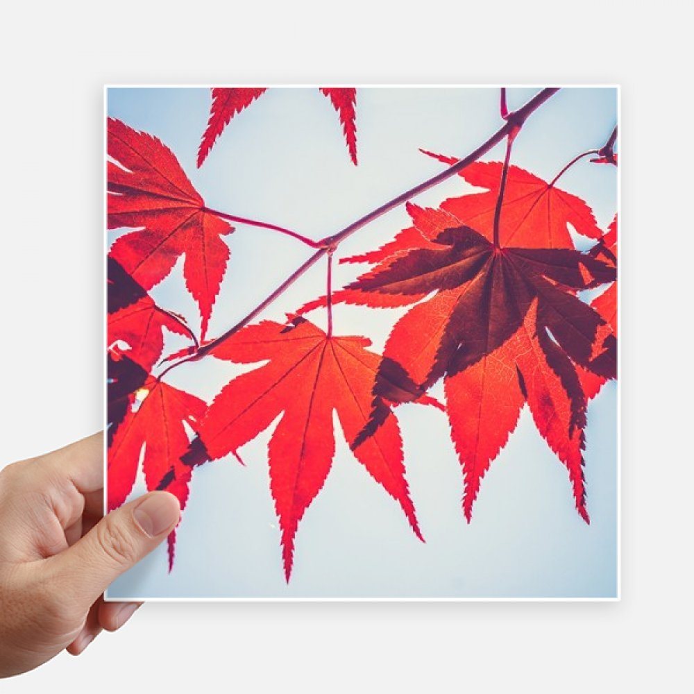 Autocollant photo feuilles d'érable rouges sticker mural carré 20cm pour ordinateur et moto
