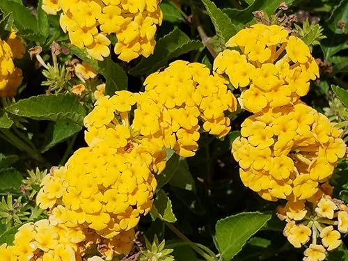 Miniatura 7 de Planta de Lantana Dorada, maceta de 2 pulgadas, flores Lantana para plantar