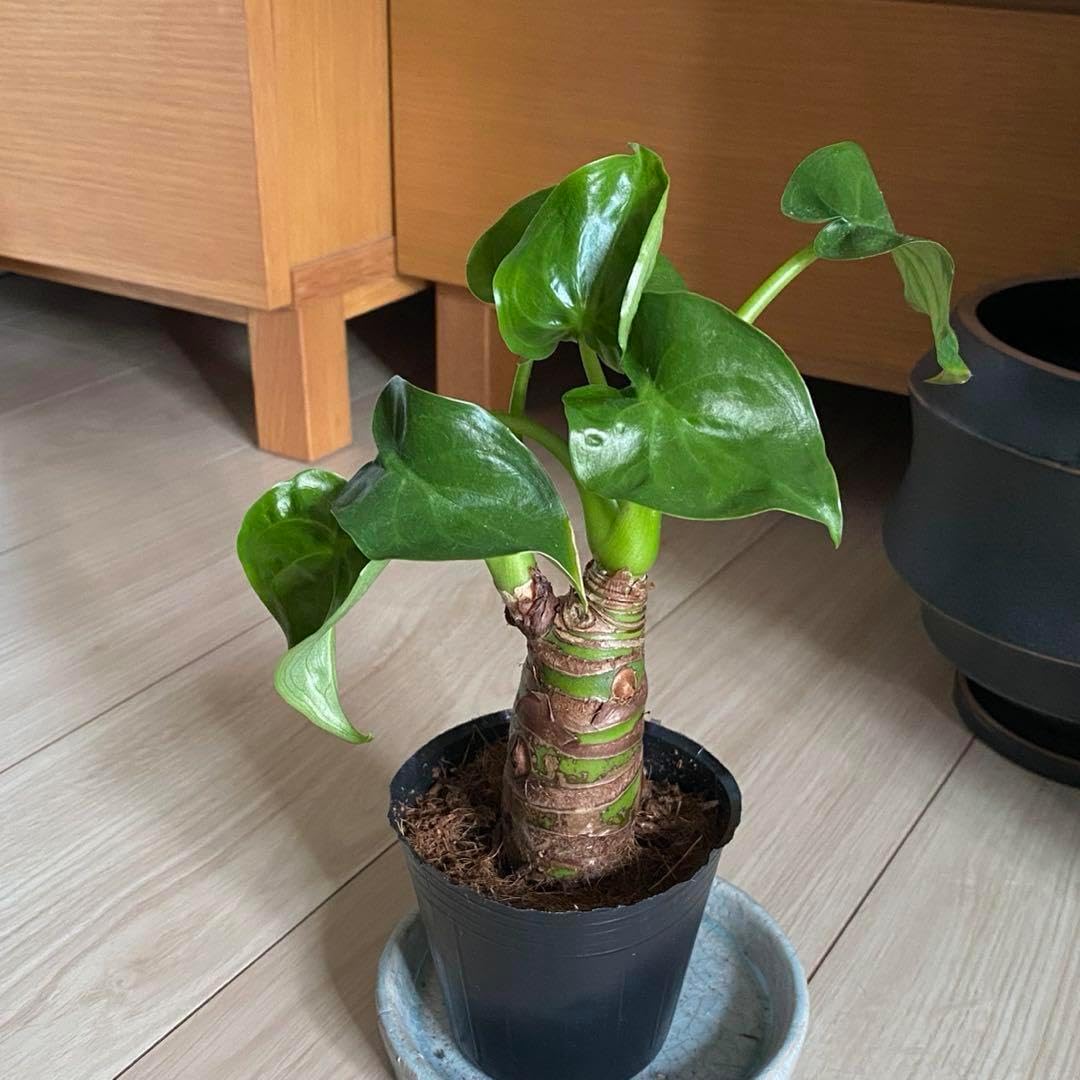 メジロ籠2個&花模様の札2枚 メジロ籠2個&花模様の札2枚 メジロ籠2個&