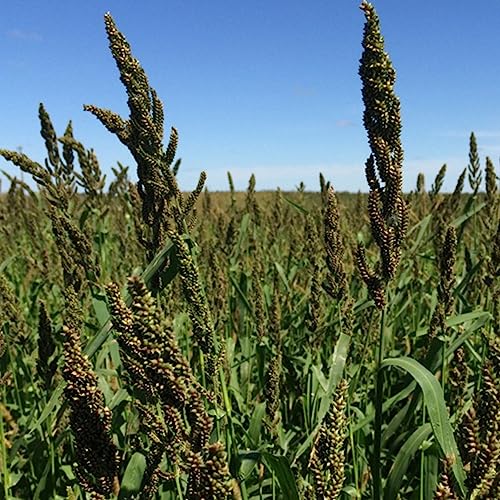 Premium Japanese Millet Seed 50 lbs - Fast-Growing & Versatile - Ideal for Food Plots, Erosion Control & More | Harvest in 45-60 Days | 10 Lbs. per Acre for Bahia, 20 Lbs. per Acre for Food Plots