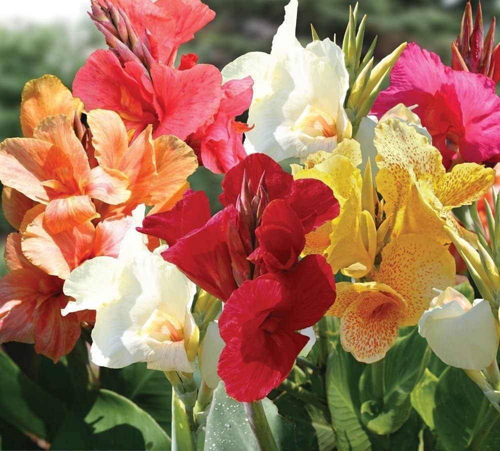 Mixed Tall Canna Lily Value Bag - 6 Bulbs/pkg - Assorted Canna Lilies Red, Yellow, Pink