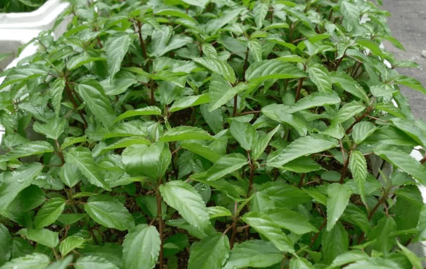 Semillas de espinaca egipcia 2000 - Día de Rau - Corchorus Olitorius Molokhia, Ewedu, yute, semillas de saluyot  Sin OMG  Orgánico  Heirloom