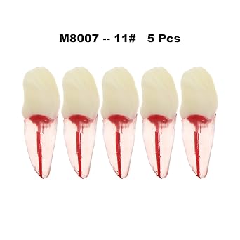 5Pcs Dental Root Canal Pulp Cavity Teeth Model Endodontic Practice RCT Typodont M8007 11# 14# 16# 21# 33# 34# 35# 36# 44# 45# Practicing Study Teach (5Pcs-M8007-11#)