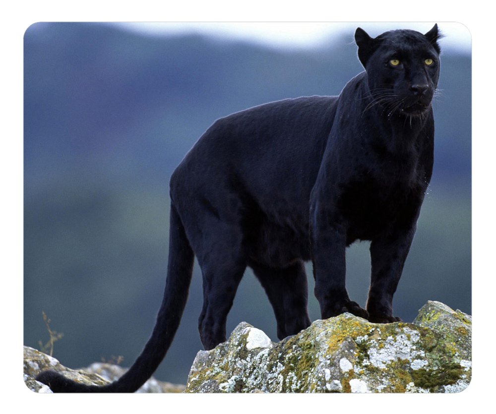 Gaming Mouse Pad - Fashion Hot Oblong Shaped Mouse Mat Design Black Panther Natural Eco Rubber Durable Office