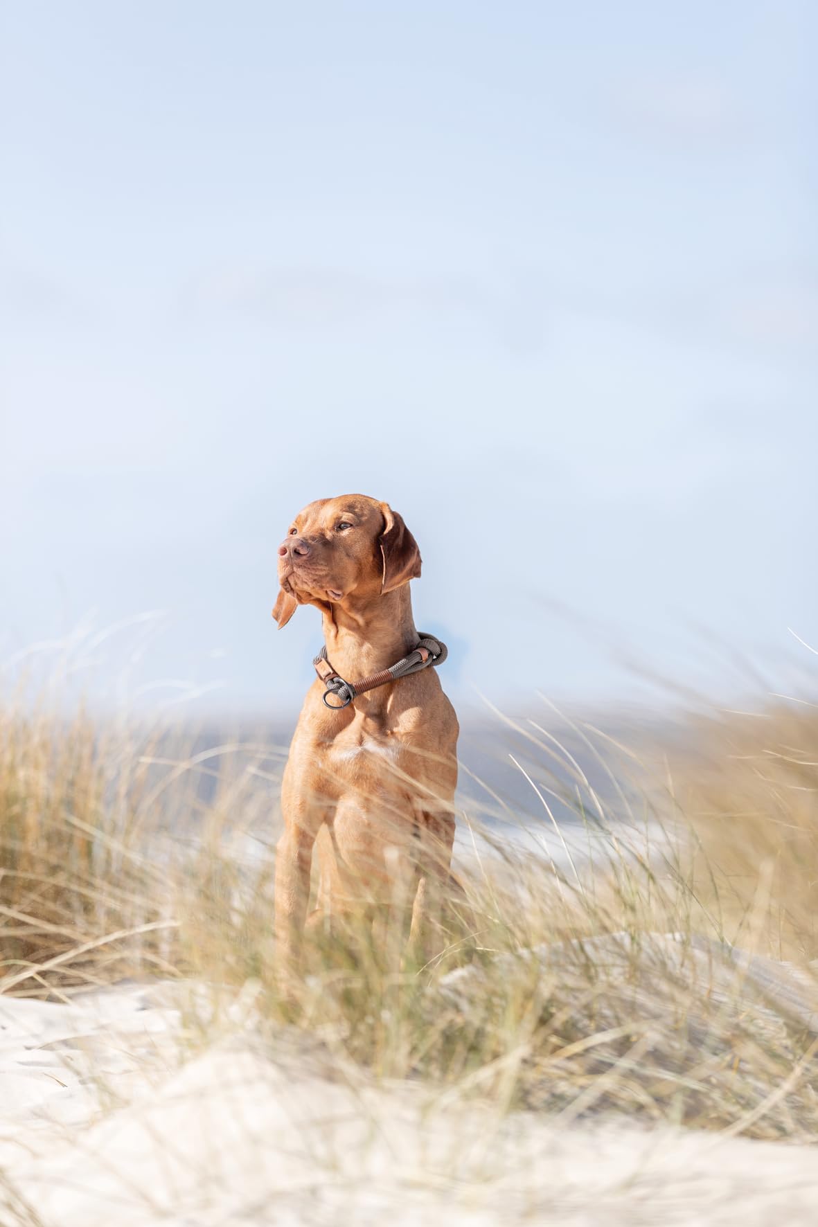 TRIXIE BE NORDIC Collare educativo per cani
