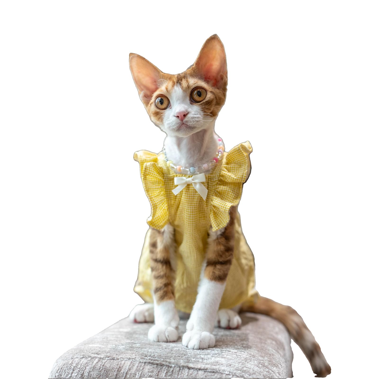 Robe à carreaux pour chat Sphynx jaune XXL en coton respirant OMEM