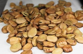 English Bean Seeds Non-GMO, Approx. 20-25 Seeds per Package, Large Meaty Bean That's Great for soups and stews. "Cool Beans N Sprouts