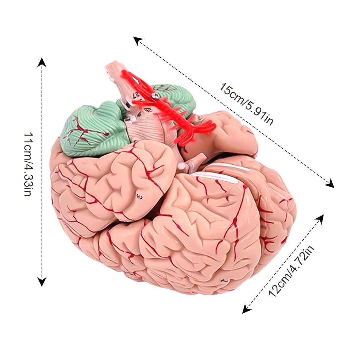 Modello Cervello Umano Anatomia Modello Cervello 8 Parti Cervello Falso Con 32 Identificatori Digitali Cervello Arteria Insegnamento Per Classe Scientifica