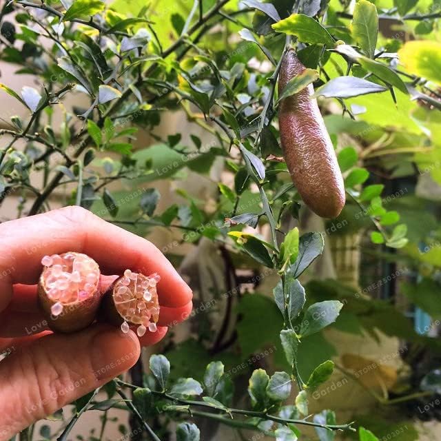 CHUXAY GARDEN 20 Seeds Mix Finger Limes,Australian Finger Limes,Caviar Limes Green Pink Red Sweet Sour Fruit Gardening Flavoring Fruit Easy Grow