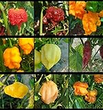 Lote de semillas de chiles picantes,9 variedades,90 semillas(pack 2)