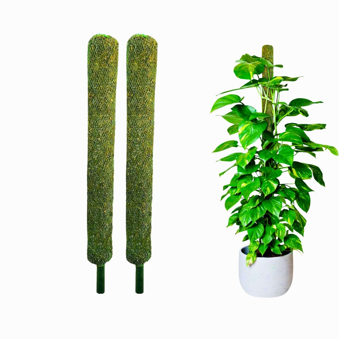 Giore Plant Support Moss Stick (2 Ft- 2) Green Grass Pole for Plants Support, Support Stick for Money Plant, Climbing Indoor Plants (2 ft, Set of 2)-image-18