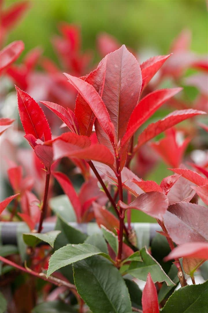 Photinia fraseri 'Red Robin' 125-150 cm  Winterhart, Immergrn,  Pflegeleicht  Glanzmispel  Heckenpflanze fr Garten & Sichtschutz :  Amazon.de: Garten