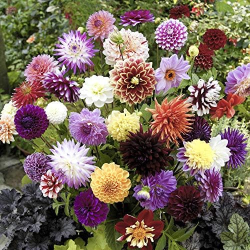 You Garden - 10 x Mixed Dahlia Tubers - Mixed Decoratives Pack of 10 Dahlias for Gardens Ready to Plant Out Plants