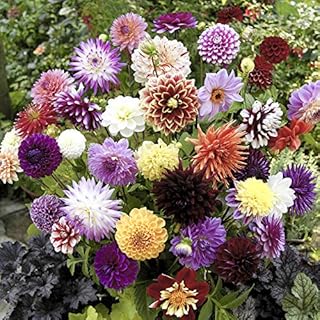 You Garden - 10 x Mixed Dahlia Tubers - Mixed Decoratives Pack of 10 Dahlias for Gardens Ready to Plant Out Plants