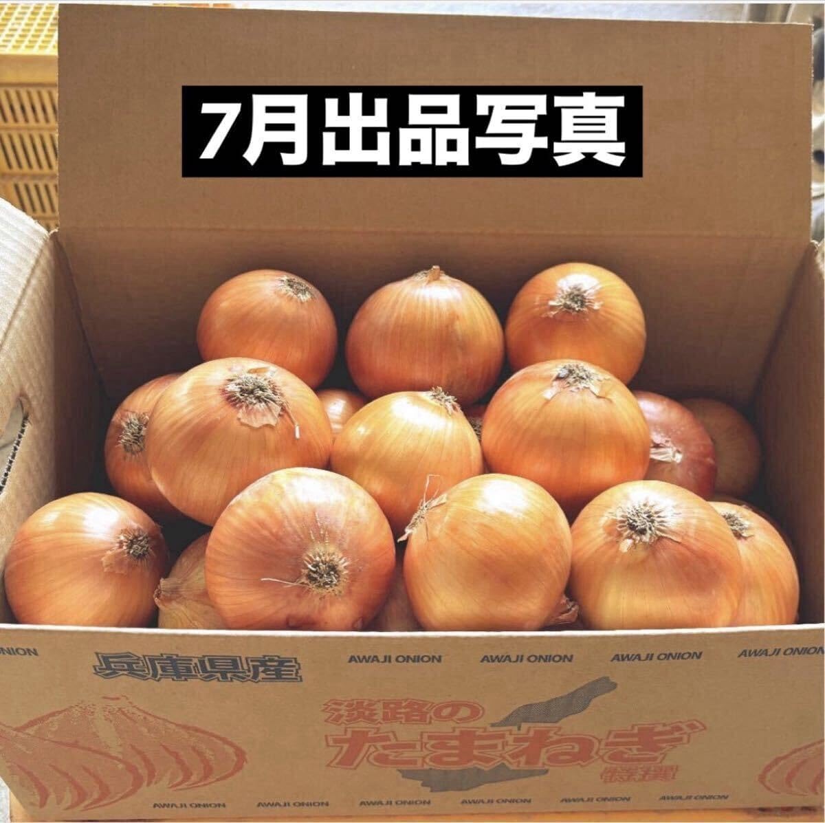 楽天市場】【日向夏 （ニューサマーオレンジ）】 2年生接木苗 : 苗木部