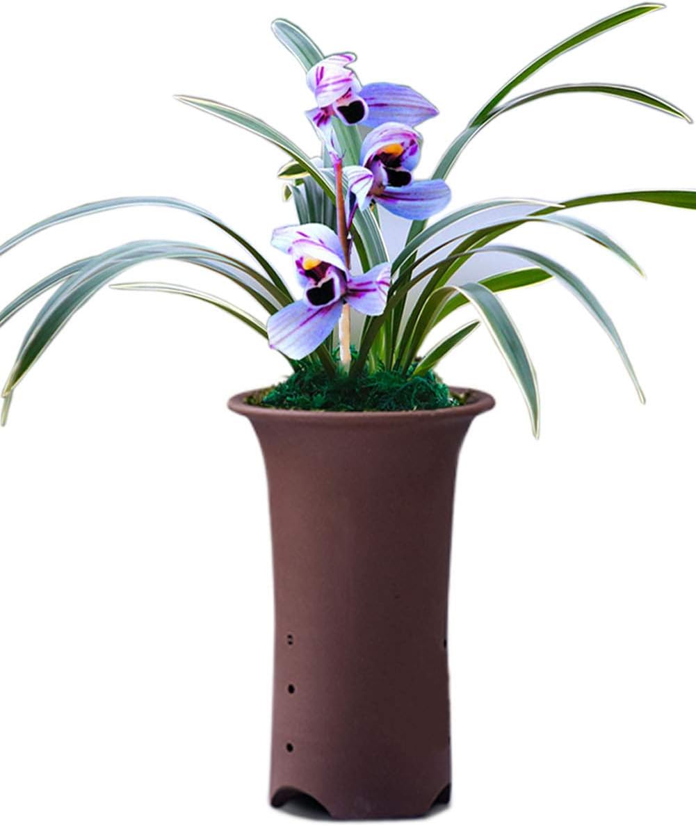Fragrant Orchids Live Plant Purple Flower-Purple Moon (5-6 Stems Planted in Boccaro Flower Pot)