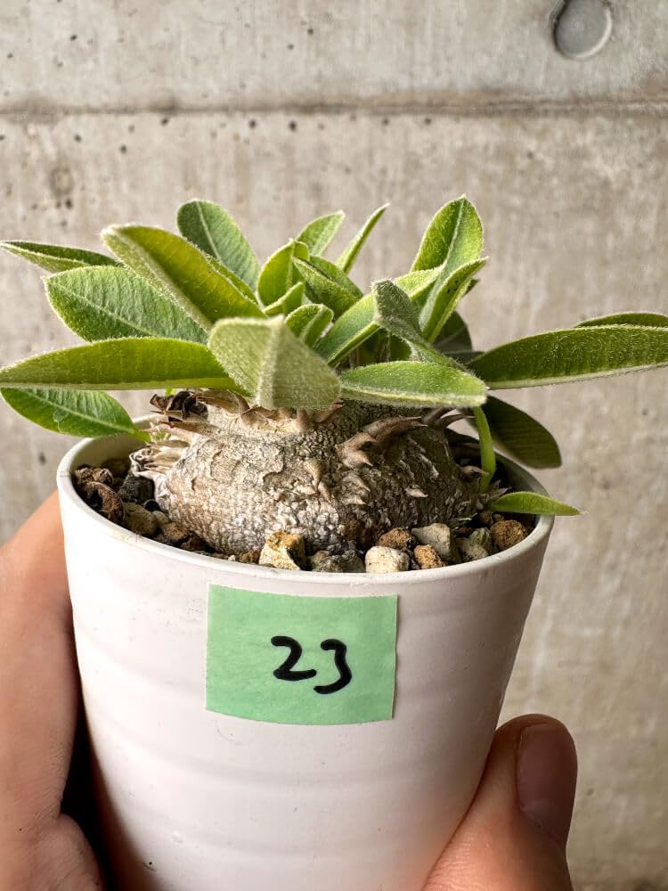 パキポディウム 恵比寿笑い Pachypodium brevicaule ③ Amazon｜【現品限り】パキポディウム・ブレビカウレ 恵比寿笑い