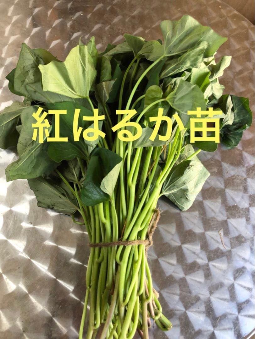 紅はるか苗300本➕15本 Amazon.co.jp: 紅はるかの苗 300本 : ホビー