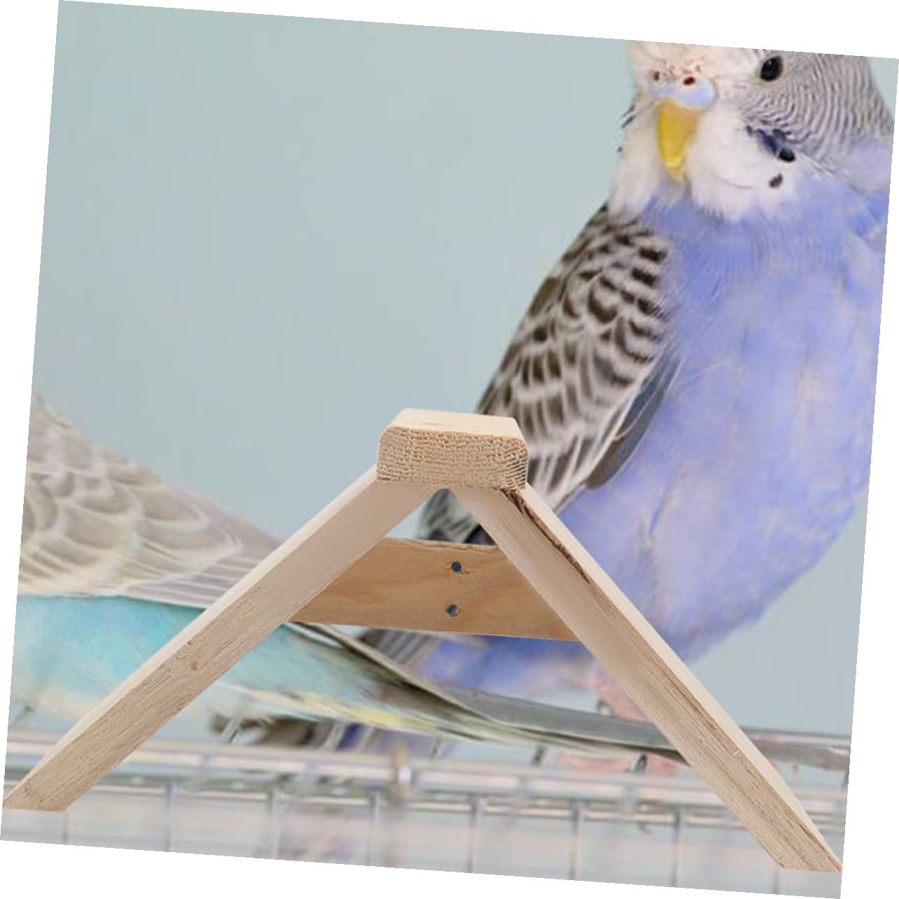 Perchas de Madera para Aves y Loros, Soporte de Descanso 5 Piezas | Color Caqui, Uso Doméstico y Zona de Juego, Accesorio para Aves de Compañía