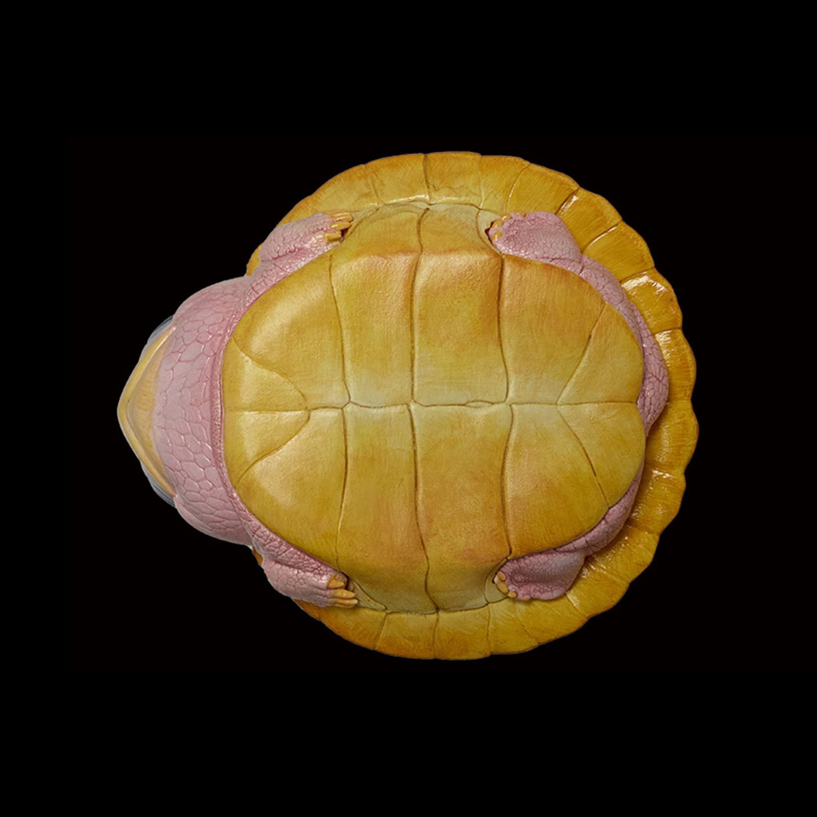 Amazon | BACALYSO | 動物惑星 五周年 限定版 カメ 亀 ガチャガチャ