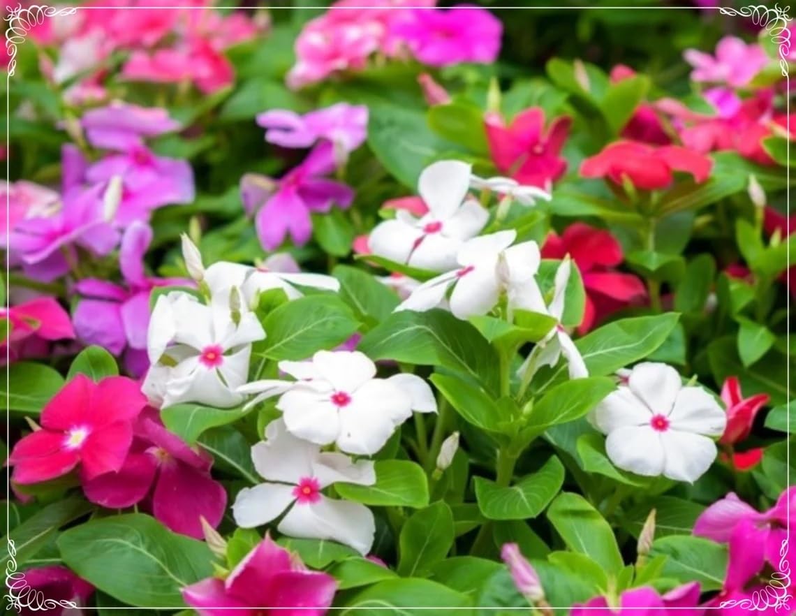 Willvine Mixed Color Periwinkle Seed, Vinca Rosea Flower-PALLAV-11U-image-13