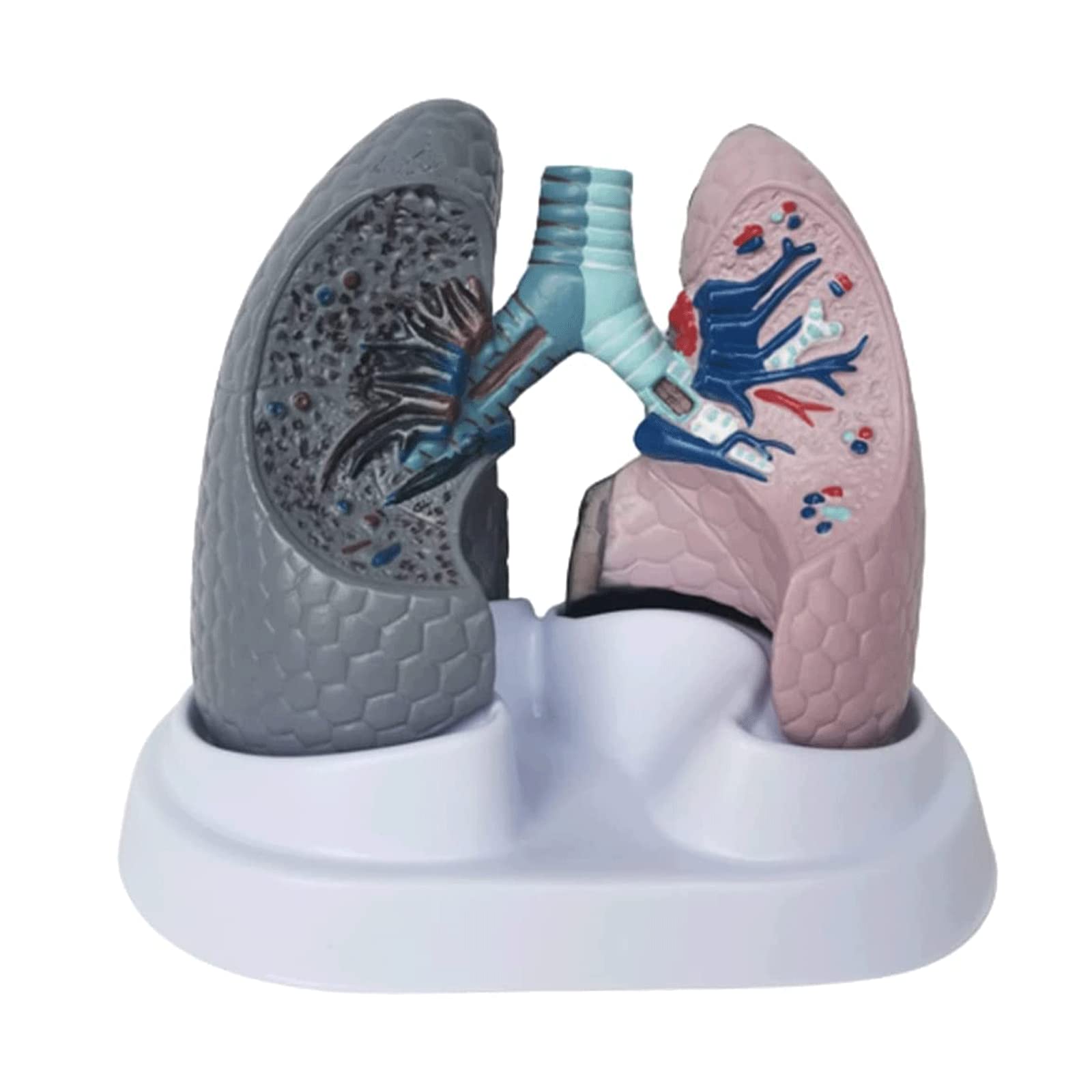 GTHTUHFD Anatomy Model Skeleton Model Models And Normal Lung Models Human Lung Human Model Organs Model Model Study Tools Human Organ Model Skeleton Model