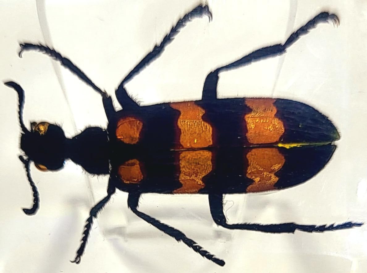 44mm Real Blister Beetle in Crystal Clear Lucite Resin Specimen Preserved Insect Bugs Taxidermy Crafts Collection for Biology Science Education & Desk Ornament Display Supplies