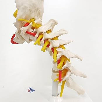 脊椎模型 3B Scientific GmbH カイロプ！整体！鍼灸！スポーツ！ 脊椎模型 3B Scientific GmbH カイロプ！整体！鍼灸！スポーツ！