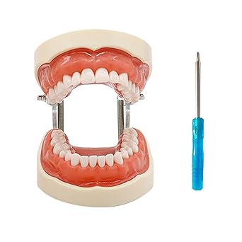 Typodont Teeth Model with Removable Teeth,Dental Tooth Model Suitable for Teaching, Practice and Study, with a Small Screwdriver. (32 Teeth)