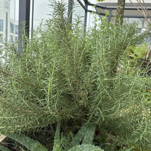 semi di rosmarino biologico, interno per balcone perenni resistenti per il giardino appartamento purificatrici dell'aria, 200pcs