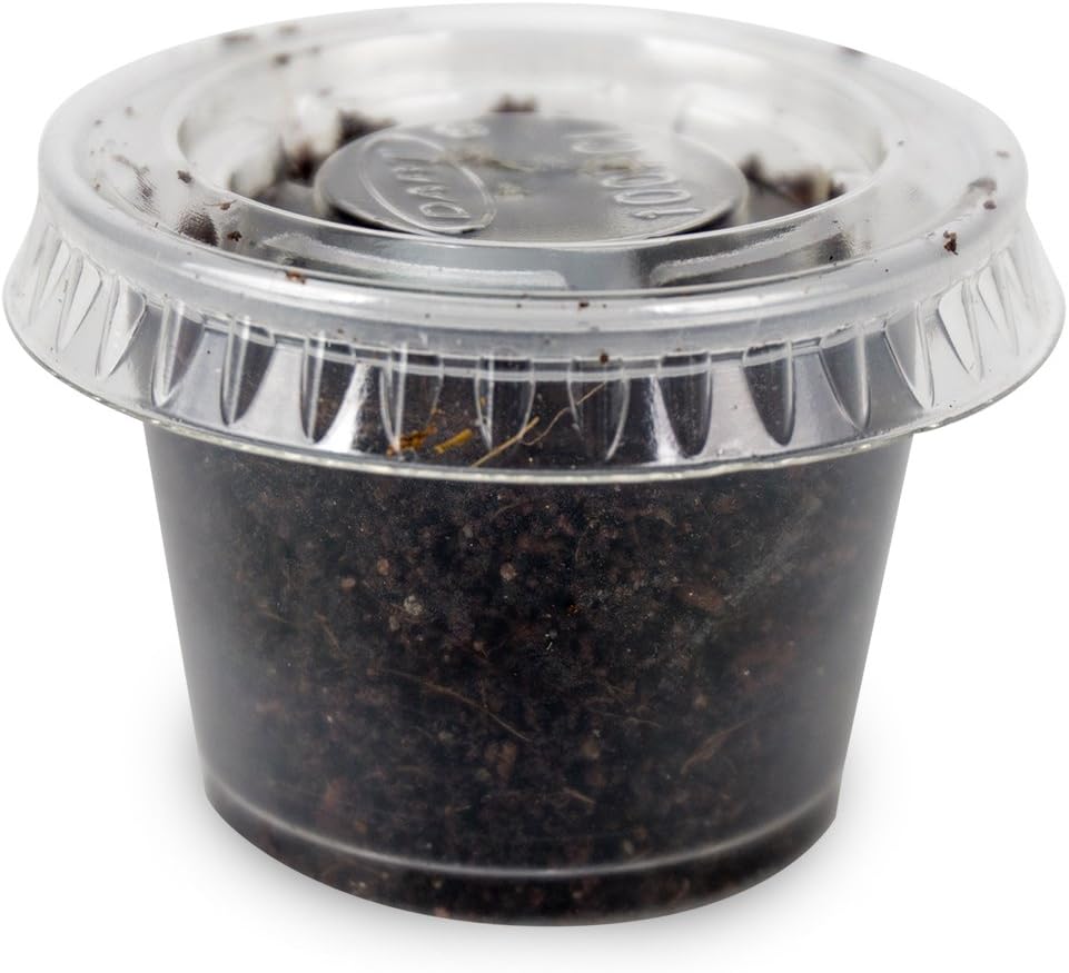 Josh's Frogs Black Soldier Fly Larvae (250 Count - Small)