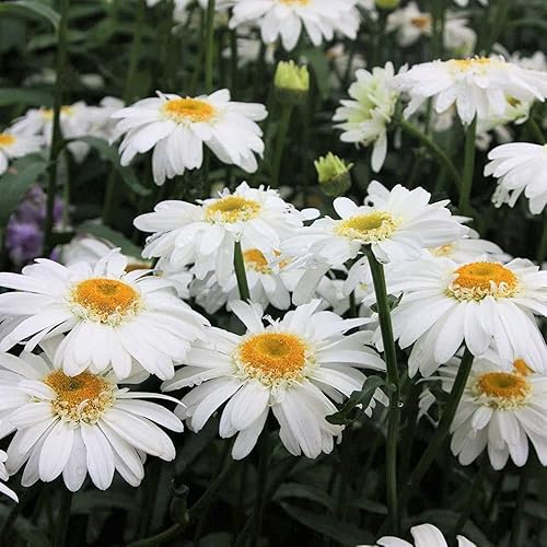 Shasta Daisy - 25+ Semillas Hermosas Flores Blancas BrillantesAmarillas
