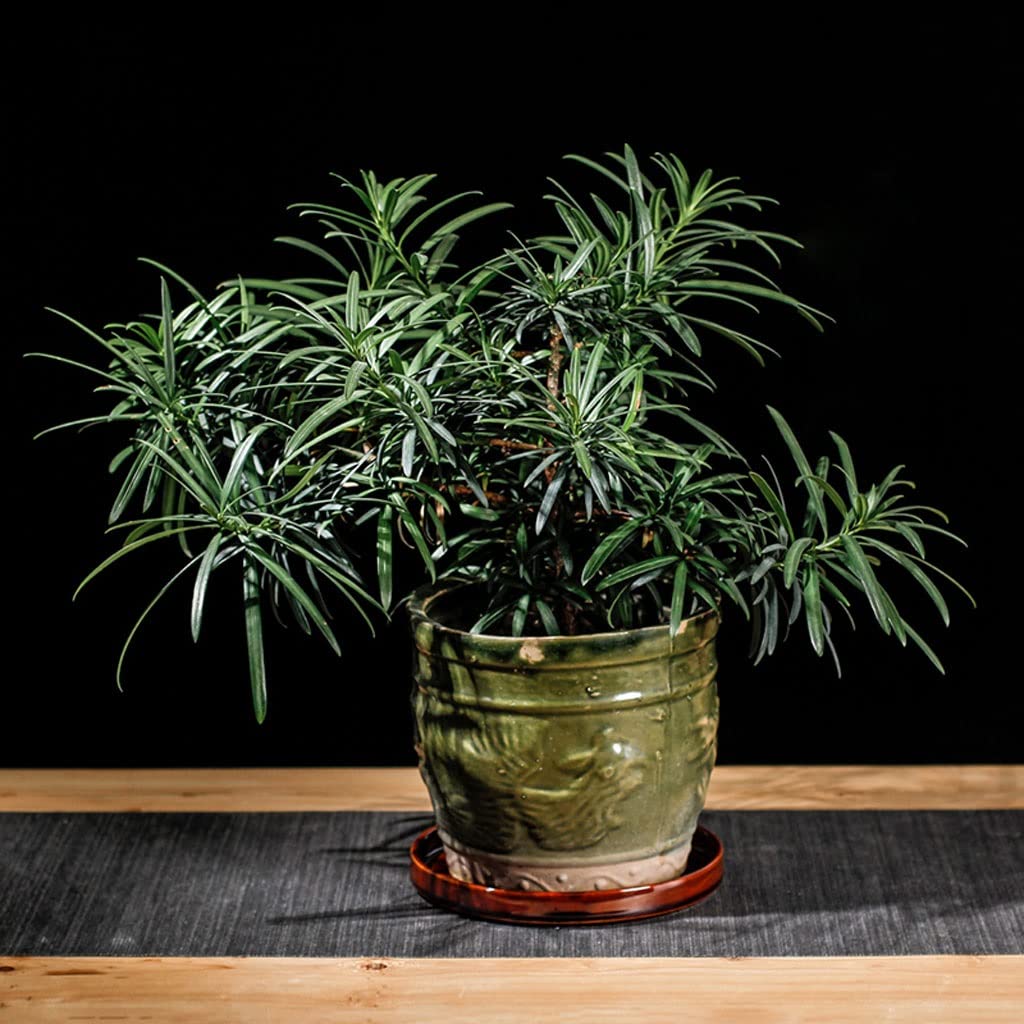 Ogrodowa taca na kwiaty roślina domowa taca na wodę ceramiczna podwozie salon roślina doniczka na kwiaty podstawa okrągła taca (kolor: Biały, rozmiar: 21 cm)