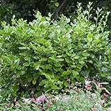 griselinia littoralis variegata Item Type:Seeds Griselinia littoralis Variegata 1L Pot Alto 30cm Copertura Evergreen